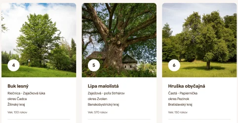 Hlasovanie za Strom roka 2026 je spustené - spoznajte finalistov tohtoročnej ankety