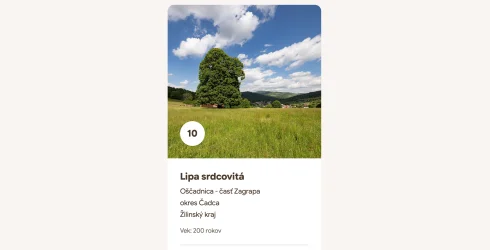 Hlasovanie za Strom roka 2026 je spustené - spoznajte finalistov tohtoročnej ankety